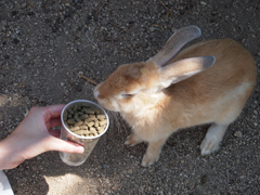 ほら食え