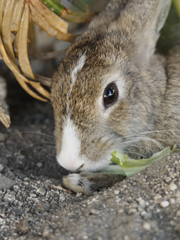 餌を食べるうさぎ