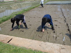 田植え1