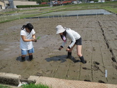 田植え2