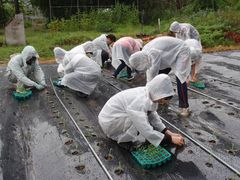 田植えコンク3