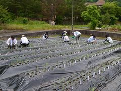 田植え１