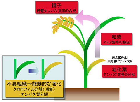 葉の老化